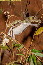 leaf-tailed gecko